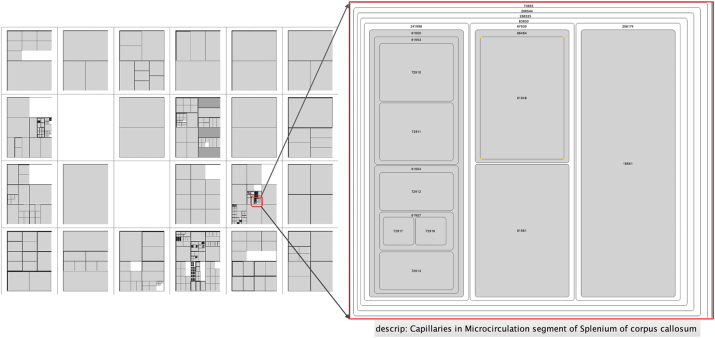 Layout of anatomical structures and blood vessels based on the foundational model of anatomy.