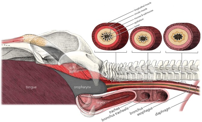 Morphology and Mechanics of the Fin Whale Esophagus: The Key to Fast Processing of Large Food Volumes by Rorquals.