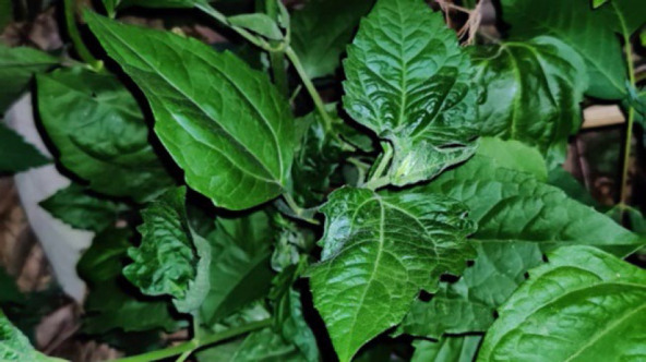 Usage and preservation of Mizo traditional medicine by the people of Chungtlang Village, Mamit District, Mizoram.