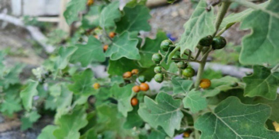 Usage and preservation of Mizo traditional medicine by the people of Chungtlang Village, Mamit District, Mizoram.