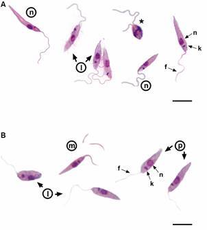 Isolation and characterisation of Leishmania (Leishmania) infantum from cutaneous leishmaniasis patients in northeast Brazil.