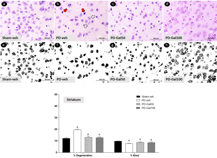 Neuroprotective effect of gallic acid in mice with rotenone-induced neurodegeneration.
