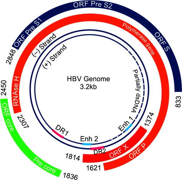 Newer Diagnostic Virological Markers for Hepatitis B Virus Infection.
