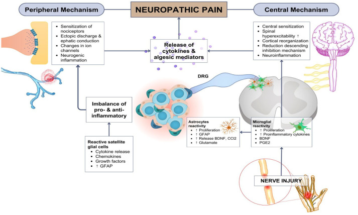 Neuroinflammation mechanism underlying neuropathic pain: the role of mesenchymal stem cell in neuroglia.