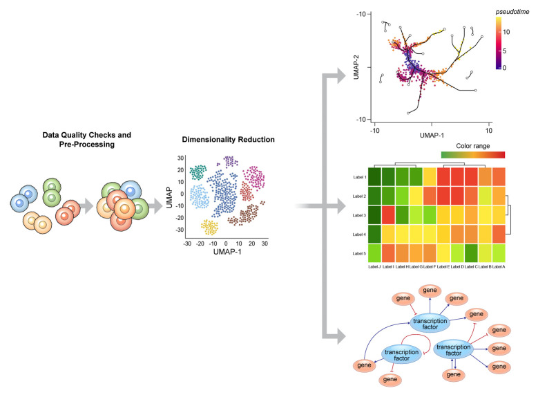What Single Cell RNA Sequencing Has Taught Us about Chronic Obstructive Pulmonary Disease.