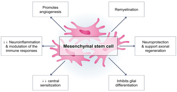 Neuroinflammation mechanism underlying neuropathic pain: the role of mesenchymal stem cell in neuroglia.
