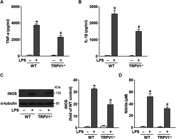 Transient receptor potential vanilloid 1 interacts with Toll-like receptor 4 (TLR4)/cluster of differentiation 14 (CD14) signaling pathway in lipopolysaccharide-mediated inflammation in macrophages.