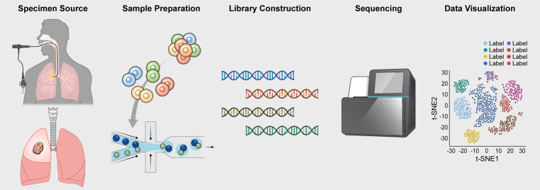 What Single Cell RNA Sequencing Has Taught Us about Chronic Obstructive Pulmonary Disease.