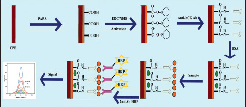 Designing an Electrochemical Biosensor Based on Voltammetry for Measurement of Human Chorionic Gonadotropin.