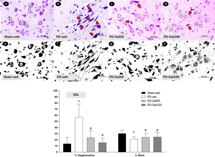 Neuroprotective effect of gallic acid in mice with rotenone-induced neurodegeneration.