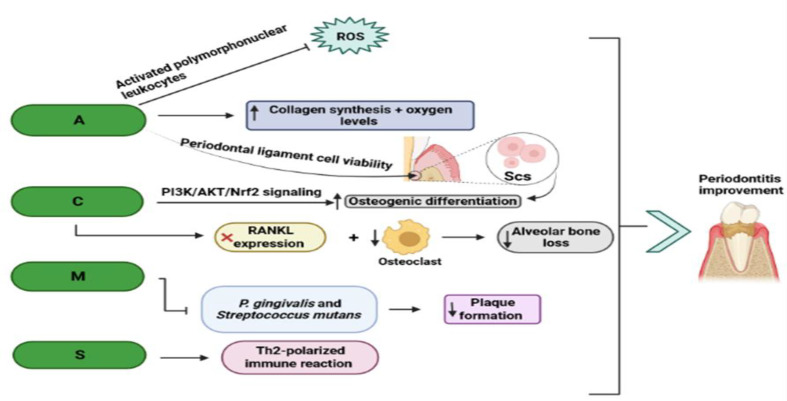 Herbal and nano-based herbal medicine: New insights into their therapeutic aspects against periodontitis.