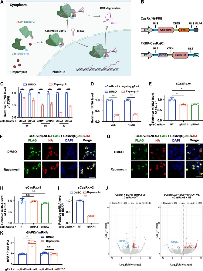 Inducible RNA targeting and N6-methyladenosine editing by a split-Cas13 architecture.