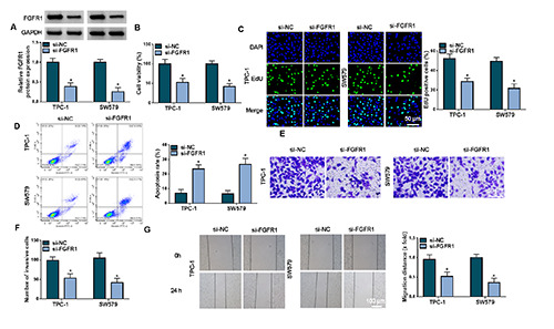 Identification of mechanism of the oncogenic role of FGFR1 in papillary thyroid carcinoma.