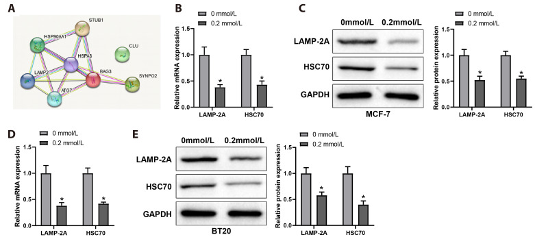 Polygonatum sibiricum component liquiritigenin restrains breast cancer cell invasion and migration by inhibiting HSP90 and chaperone-mediated autophagy.