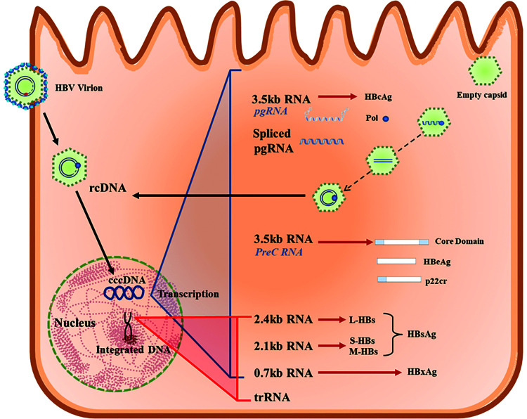 Newer Diagnostic Virological Markers for Hepatitis B Virus Infection.