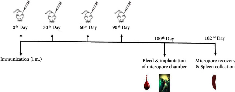 Dose-Dependent Prophylactic Efficacy of Filarial Antigens Glutathione-S-Transferase and Abundant Larval Transcript-2 against <i>Brugia malayi</i> Challenge in <i>Mastomys</i>.