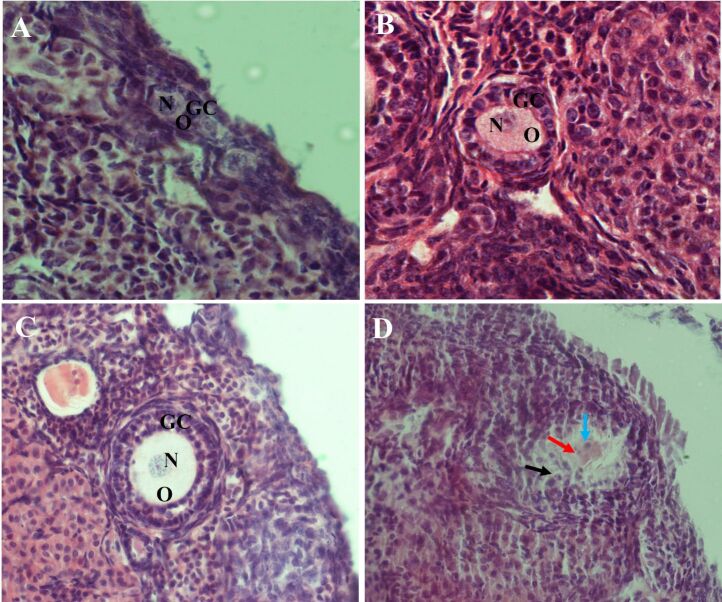 Evaluation of the morphology and development of preantral ovarian follicles in mice submitted to a chronic diet of dietary supplementation with <i>Pereskia aculeata Miller</i> leaves.
