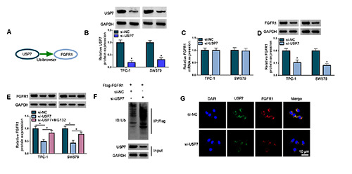 Identification of mechanism of the oncogenic role of FGFR1 in papillary thyroid carcinoma.