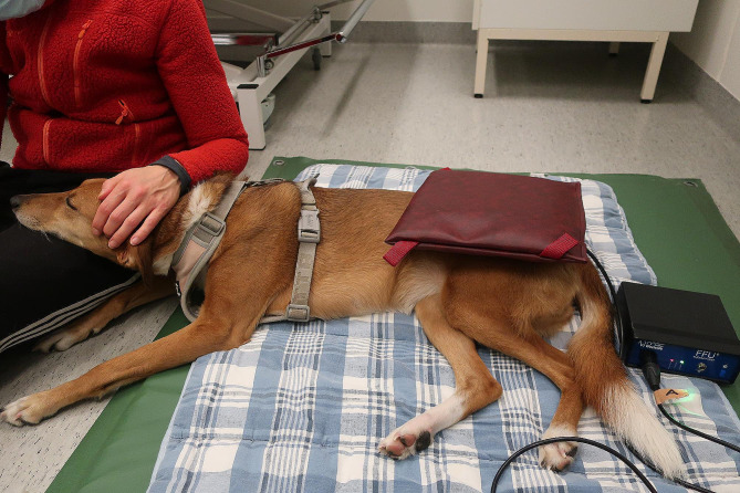 A prospective, randomised, controlled, double blinded, cross-over study on the effect of a single session of pulsed electromagnetic field therapy on signs of hip osteoarthritis in dogs.