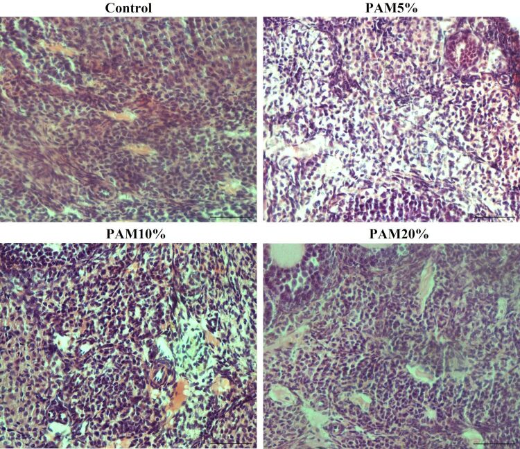 Evaluation of the morphology and development of preantral ovarian follicles in mice submitted to a chronic diet of dietary supplementation with <i>Pereskia aculeata Miller</i> leaves.