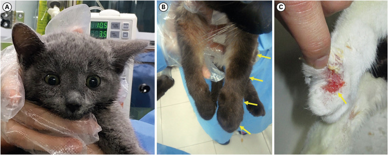 Outbreaks of nosocomial feline calicivirus-associated virulent systemic disease in Korea.