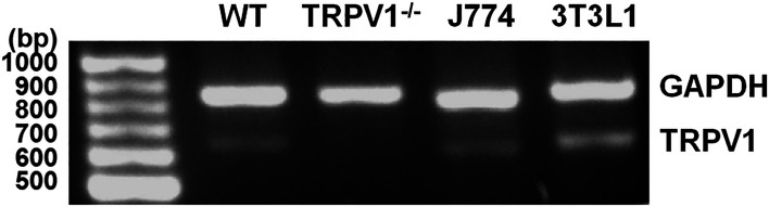 Transient receptor potential vanilloid 1 interacts with Toll-like receptor 4 (TLR4)/cluster of differentiation 14 (CD14) signaling pathway in lipopolysaccharide-mediated inflammation in macrophages.
