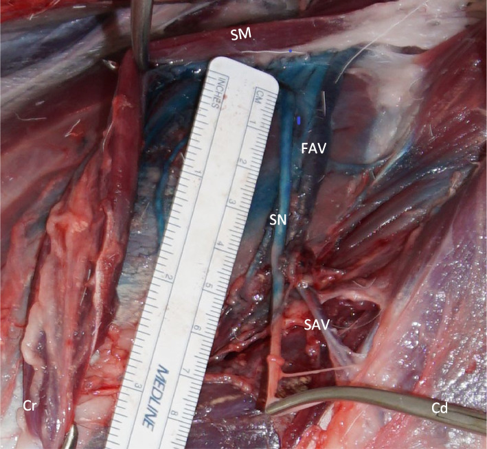 Ultrasound-guided perineural injection of the saphenous nerve in goat cadavers.