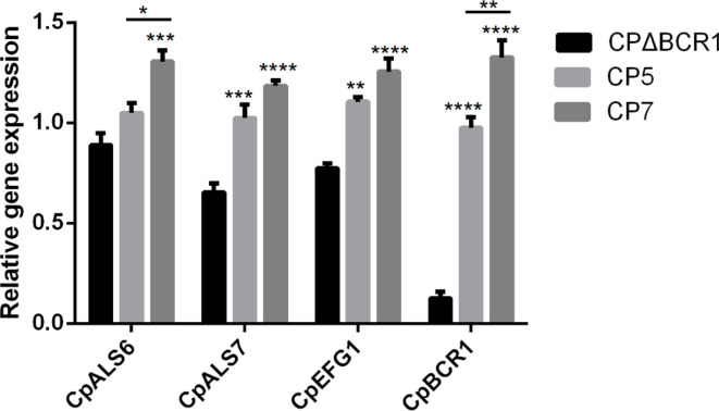 The role of <i>N-</i>acetylcysteine on adhesion and biofilm formation of <i>Candida parapsilosis</i> isolated from catheter-related candidemia.