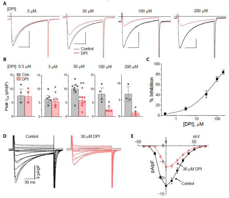 The NADPH oxidase inhibitor diphenyleneiodonium suppresses Ca<sup>2+</sup> signaling and contraction in rat cardiac myocytes.