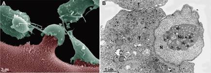 Endocytosis in anaerobic parasitic protists.