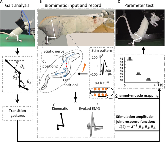 Biomimetic Peripheral Nerve Stimulation Promotes the Rat Hindlimb Motion Modulation in Stepping: An Experimental Analysis.