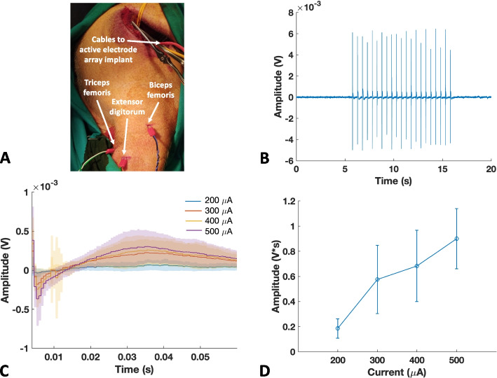 A multi-channel stimulator with an active electrode array implant for vagal-cardiac neuromodulation studies.