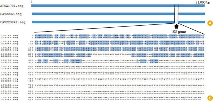 Immunogenicity of a novel inactivated canine adenovirus type 2 variant vaccine for dogs.