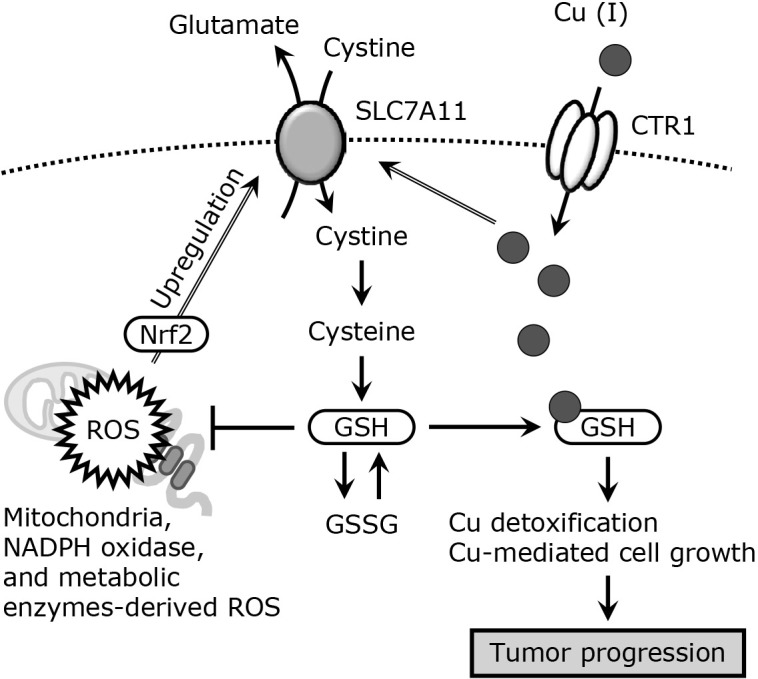 Role of copper and SOD3-mediated extracellular redox regulation in tumor progression.