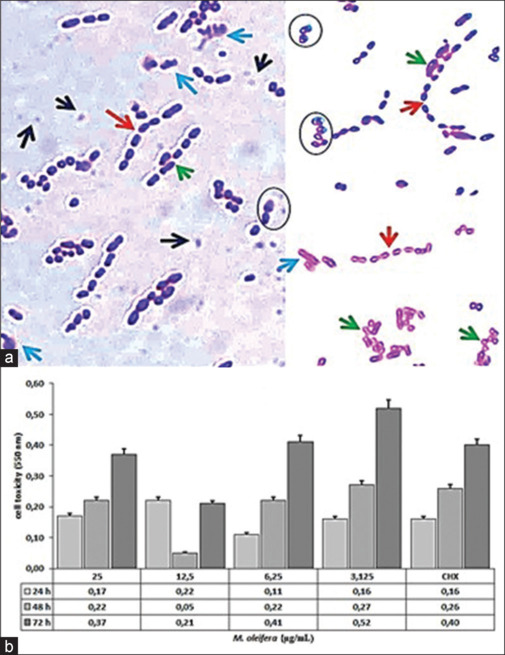 Role of <i>Moringa oleifera</i> irrigation solution on the cell metabolism change of <i>Streptococcus mutans</i>.