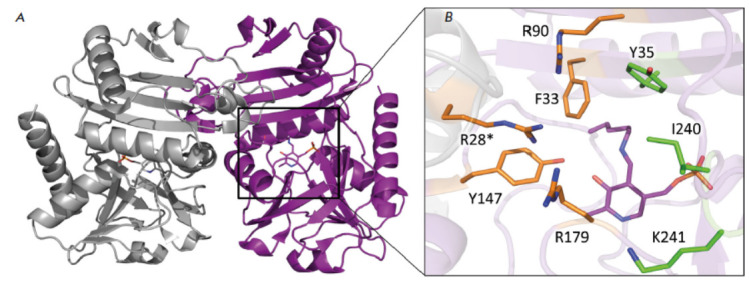 Insights into the Functioning of the D-amino Acid Transaminase from Haliscomenobacter Hydrossis via a Structural and Spectral Analysis of its Complex with 3-Aminooxypropionic Acid.