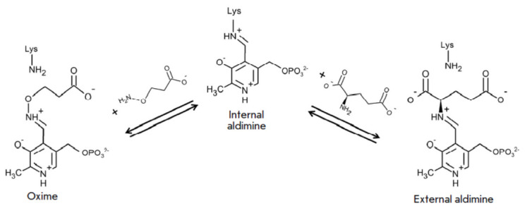 Insights into the Functioning of the D-amino Acid Transaminase from Haliscomenobacter Hydrossis via a Structural and Spectral Analysis of its Complex with 3-Aminooxypropionic Acid.