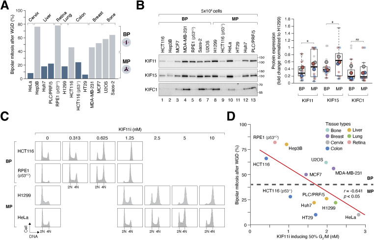 Kinesins regulate the heterogeneity in centrosome clustering after whole-genome duplication.