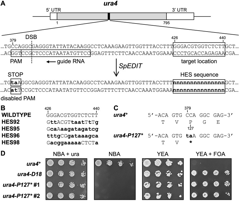 Distance-dependent effects on CRISPR/Cas9-mediated genome editing in <i>Schizosaccharomyces pombe</i> compromise efficiency and create unsought alleles.