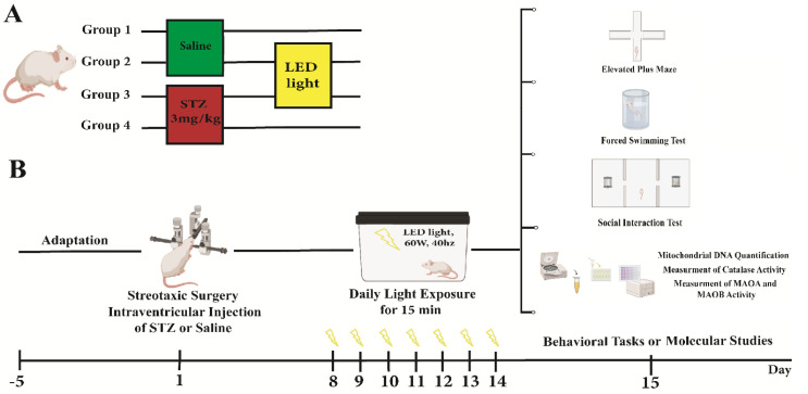 The 40-Hz White Light Emitting Diode to Alleviate Psychiatric Symptoms Induced by Streptozotocin In Vivo.