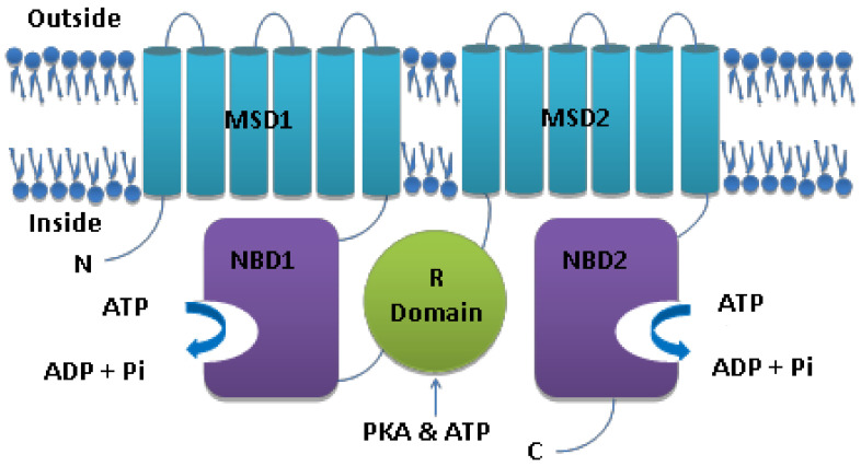 Cystic Fibrosis: Understanding Cystic Fibrosis Transmembrane Regulator Mutation Classification and Modulator Therapies.