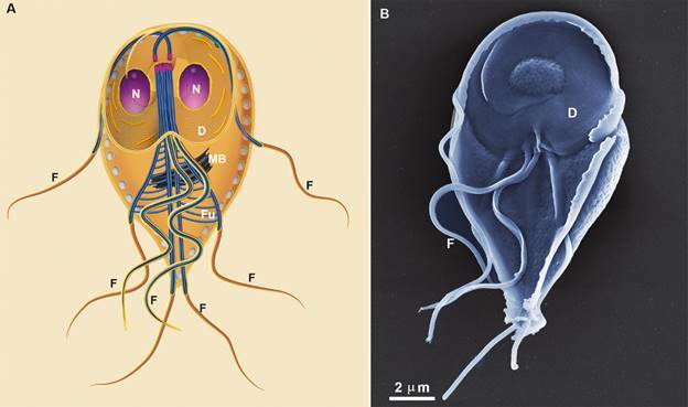 Endocytosis in anaerobic parasitic protists.