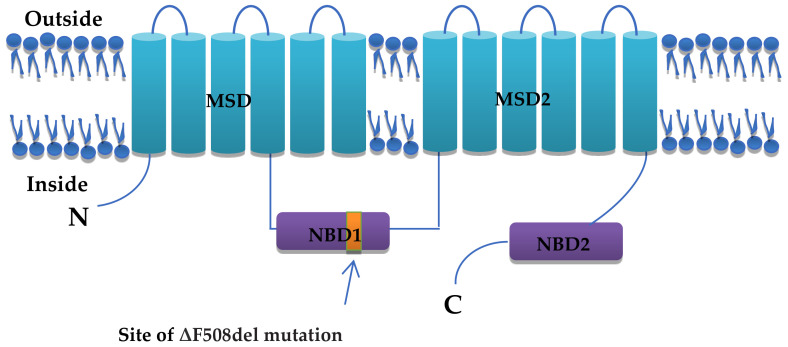 Cystic Fibrosis: Understanding Cystic Fibrosis Transmembrane Regulator Mutation Classification and Modulator Therapies.