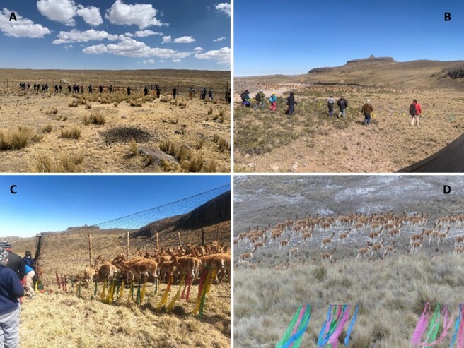 Epidemiology of sarcoptic mange in free-ranging vicuñas (Vicugna vicugna): a cross-sectional study in Andean highland communities in Peru.