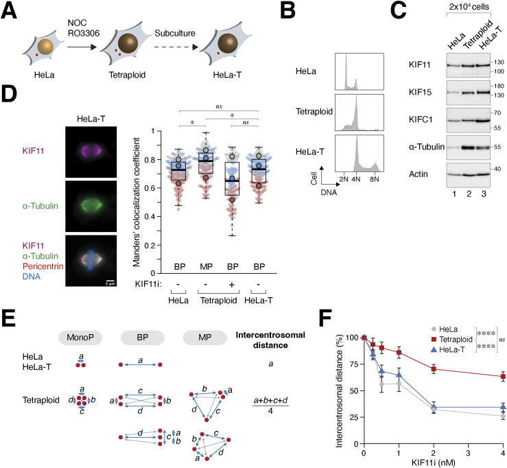 Kinesins regulate the heterogeneity in centrosome clustering after whole-genome duplication.