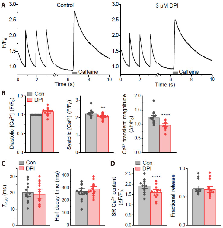 The NADPH oxidase inhibitor diphenyleneiodonium suppresses Ca<sup>2+</sup> signaling and contraction in rat cardiac myocytes.