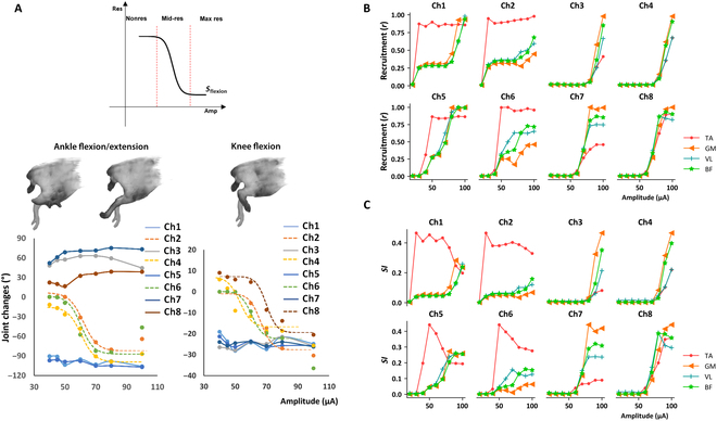 Biomimetic Peripheral Nerve Stimulation Promotes the Rat Hindlimb Motion Modulation in Stepping: An Experimental Analysis.