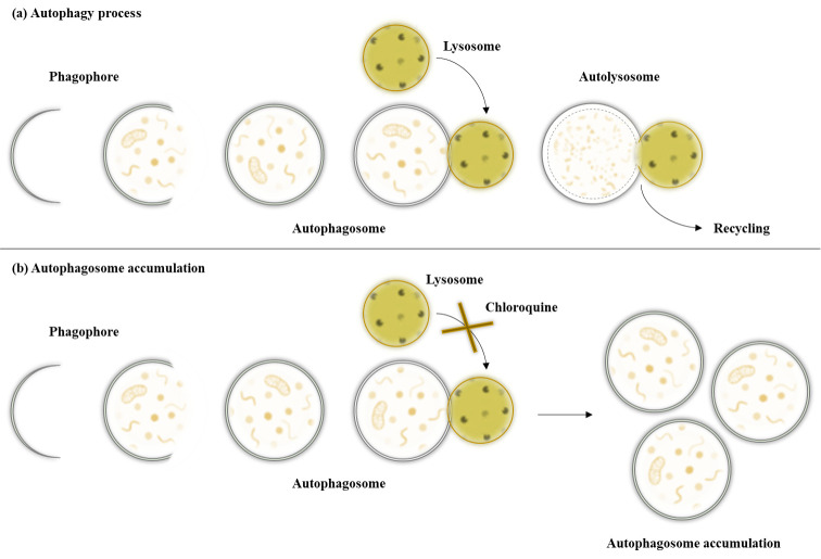 Quantification of Autophagosomes in Human Fibroblasts Using Cyto-ID<sup>®</sup> Staining and Cytation Imaging.