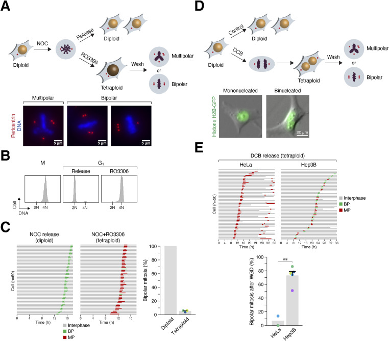 Kinesins regulate the heterogeneity in centrosome clustering after whole-genome duplication.