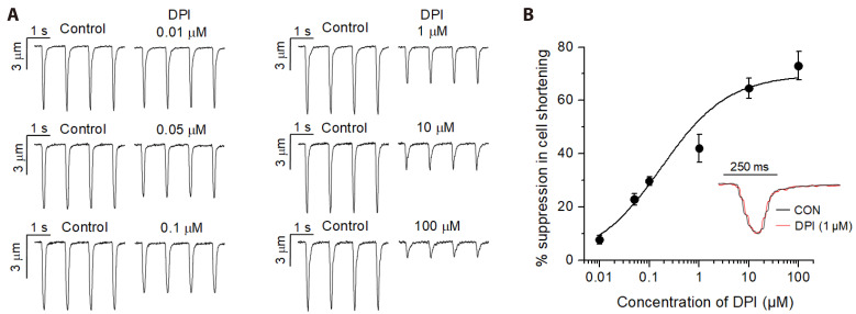 The NADPH oxidase inhibitor diphenyleneiodonium suppresses Ca<sup>2+</sup> signaling and contraction in rat cardiac myocytes.